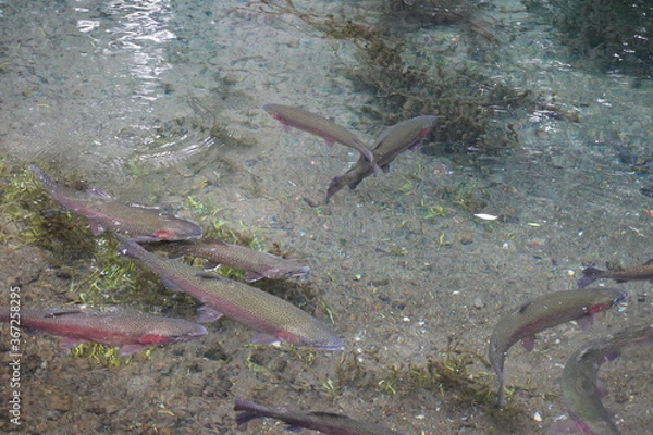 Obraz 泳ぐ魚たち