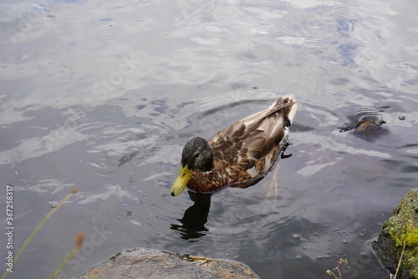 Fototapeta カルガモ