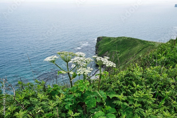 Fototapeta top view to the edge of a steep cliff with green grass and turquoise sea on a summer foggy day. Nature and outdoor concept.