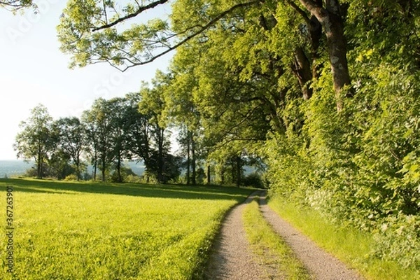 Fototapeta Sandstraße am Waldrand