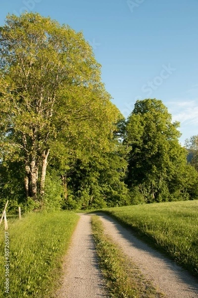 Fototapeta Feldweg am Waldrand