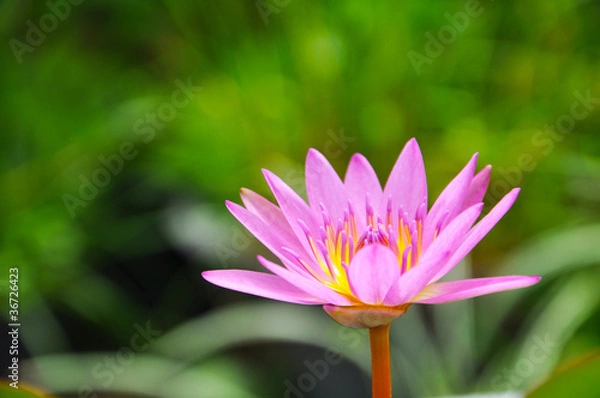 Obraz Lotus (Water Lily)