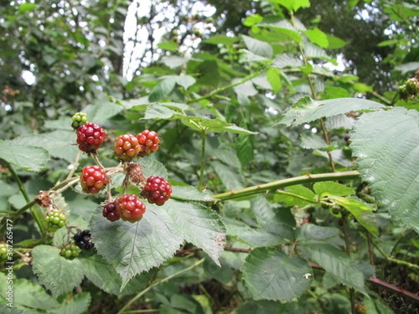 Obraz red blackberry bush