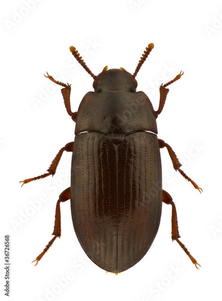 Obraz Alphitobius diaperinus