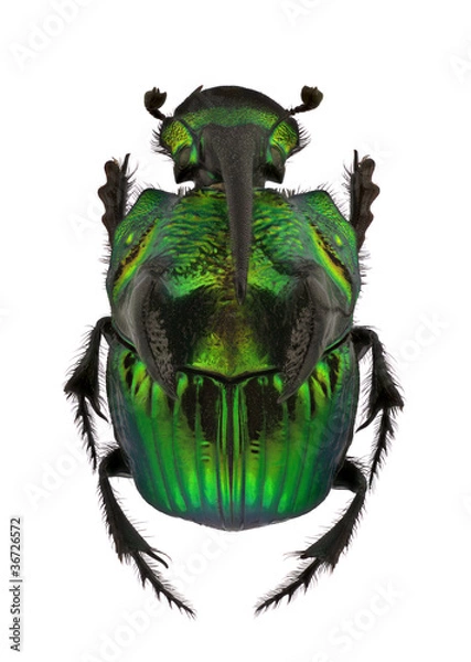 Obraz Rainbow Scarabs - Phanaeus Demon