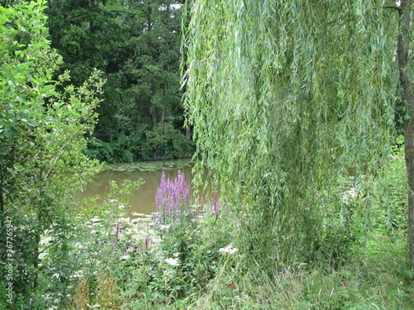 Obraz weeping willow by the water