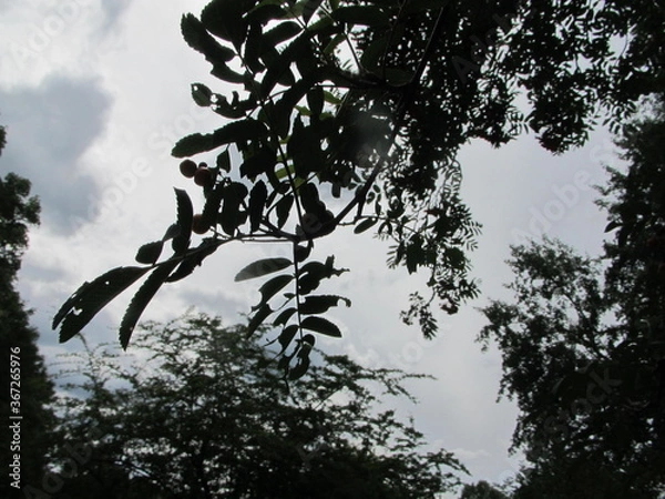 Obraz tree in the sky