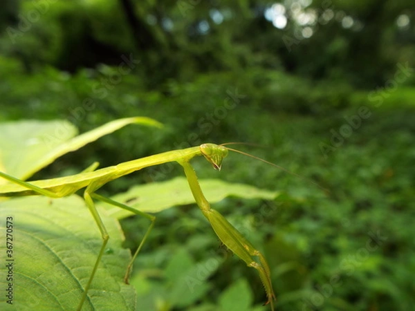Fototapeta カマキリ mantis