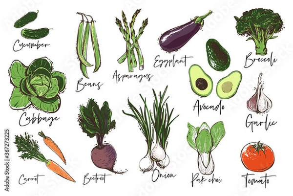 Obraz Vegetables set of avocado, cucumber, tomato, garlic, onion, bean string, broccoli, choi, cabbage, beetroot, asparagus, eggplant, carrot. Vegan food. Eco vegetarian meal design on white background