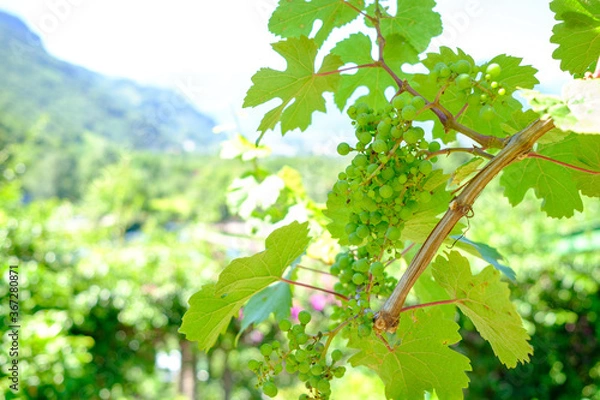 Fototapeta Weintrauben