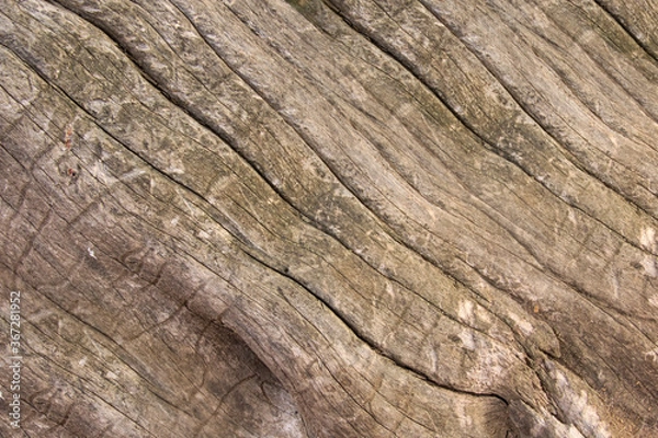 Obraz wood texture background