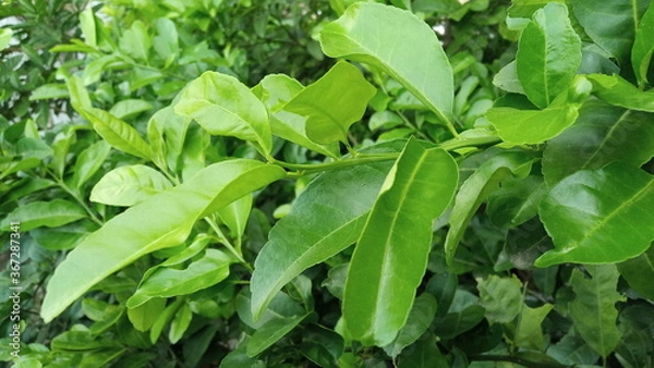 Fototapeta beautiful fresh green leaves background for web design or printing cover