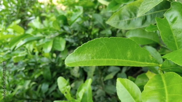 Fototapeta beautiful fresh green leaves background for web design or printing cover