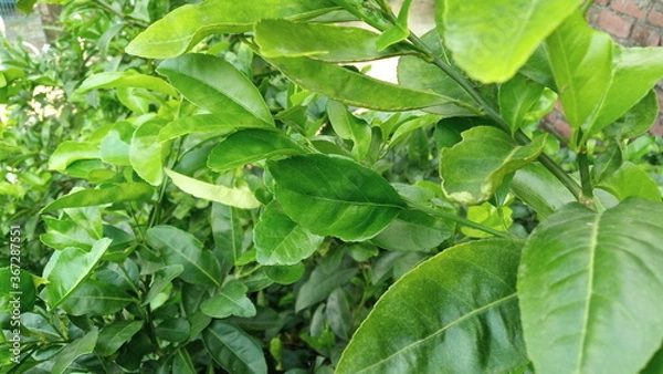 Fototapeta beautiful fresh green leaves background for web design or printing cover