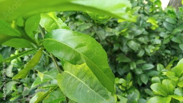 Fototapeta beautiful fresh green leaves background for web design or printing cover