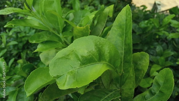 Fototapeta beautiful fresh green leaves background for web design or printing cover