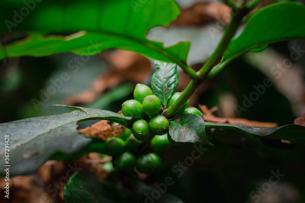 Fototapeta Cherry coffee that is currently producing but not yet ripe is being green