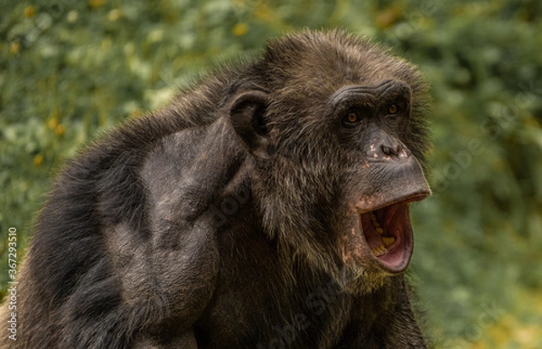 Fototapeta Chimpanzé