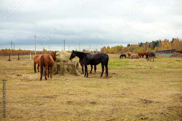 Fototapeta flock of beautiful horses graze in an autumn meadow next to a haystack behind a fence
