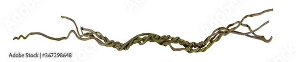 Fototapeta Circular vine roots, jungle tree branch isolated on white background, clipping path included. HD Image and Large Resolution. can be used as wallpaper