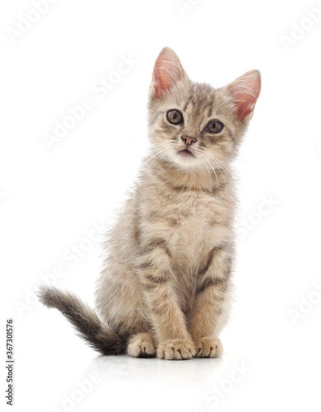 Obraz One little kitten.