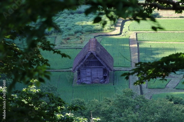 Fototapeta 水田地帯にある古い物置