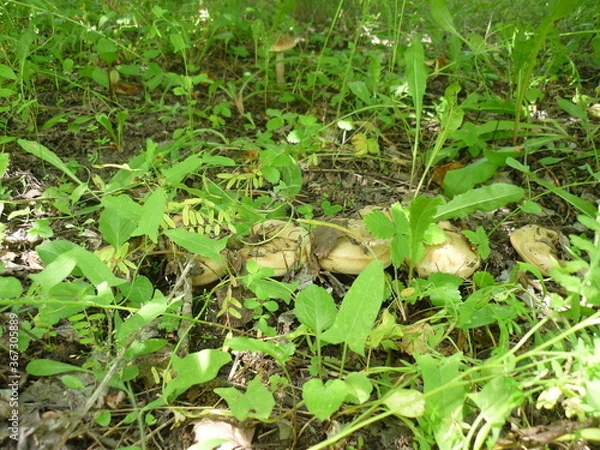 Obraz hand holding a pumpkin