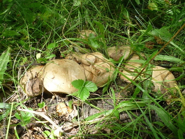 Obraz mushrooms in the forest