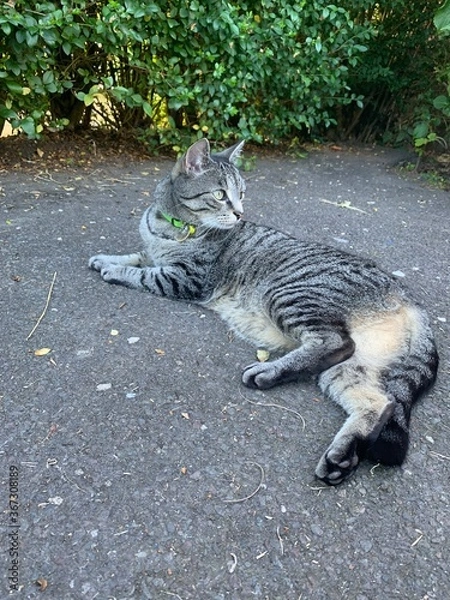 Obraz bengal tiger cub