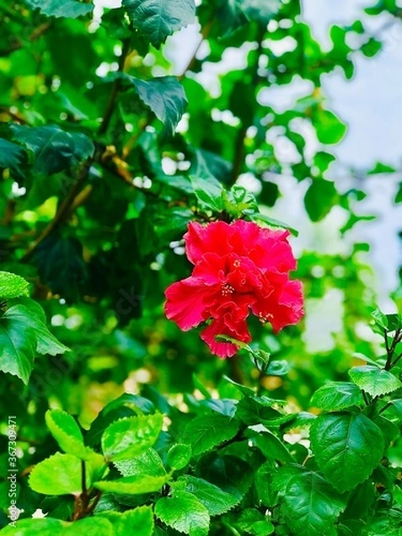 Fototapeta red in green