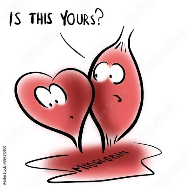 Fototapeta Heart and muscle look at myoglobin