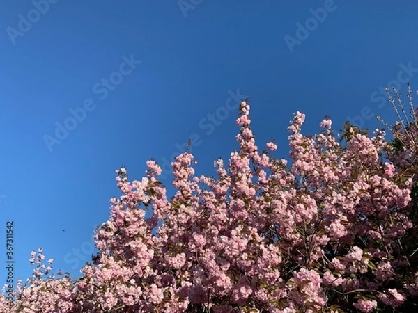 Obraz pink cherry blossom