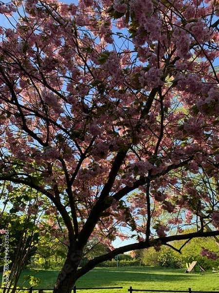 Obraz spring in the park