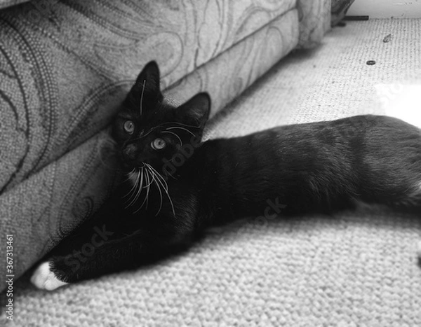 Obraz black and white cat