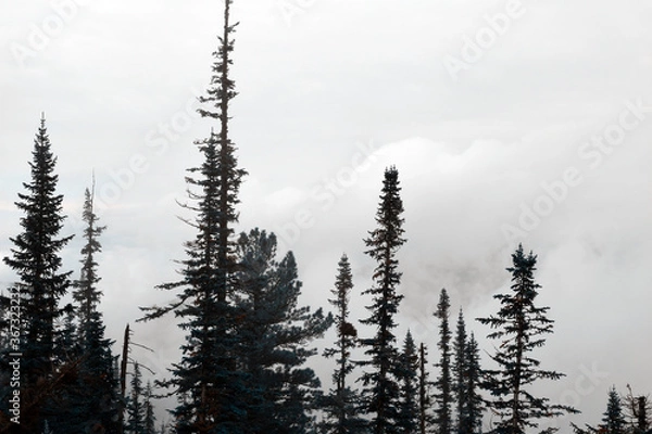 Fototapeta pine trees in winter