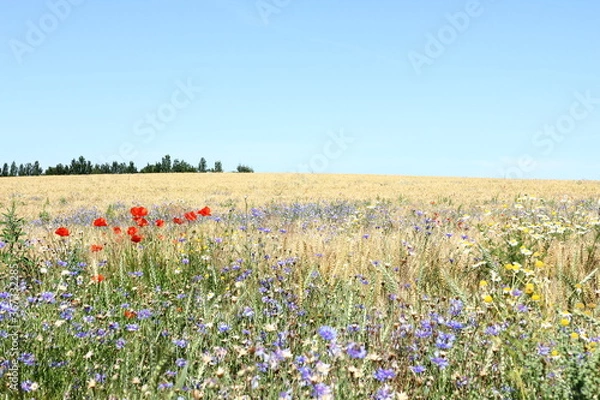 Fototapeta Wild flowers - meadow - poppies, camomile, cornflowers on the blue sky