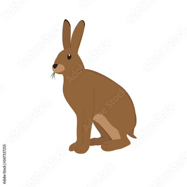Fototapeta Hare Illustration