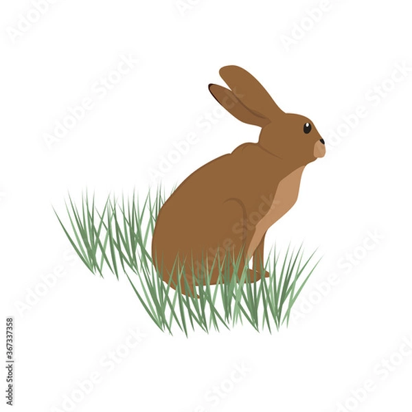 Obraz Hare Illustration