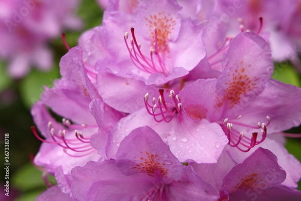 Obraz Rhododendron, azalea - Garden - close up on pink flowers