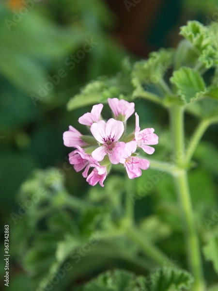 Fototapeta  Geranium "Attar of roses",  aromatic pelargonium with rose scented leaves, ornamental and medicinal plant