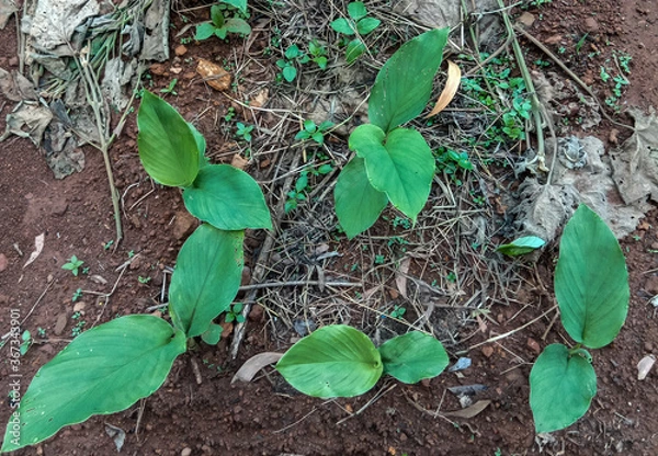 Obraz Turmeric plant