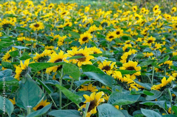 Obraz Agricultural field with yellow sunflowers 