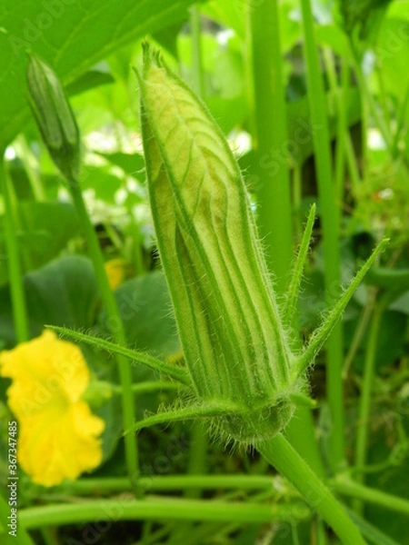 Obraz zucchini flower in garden