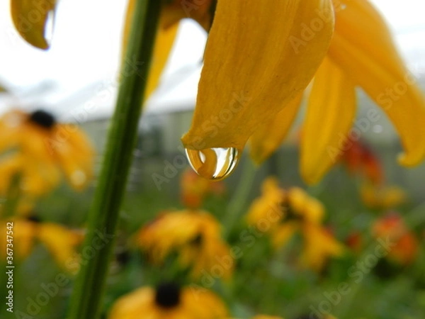 Obraz yellow flower with water drops