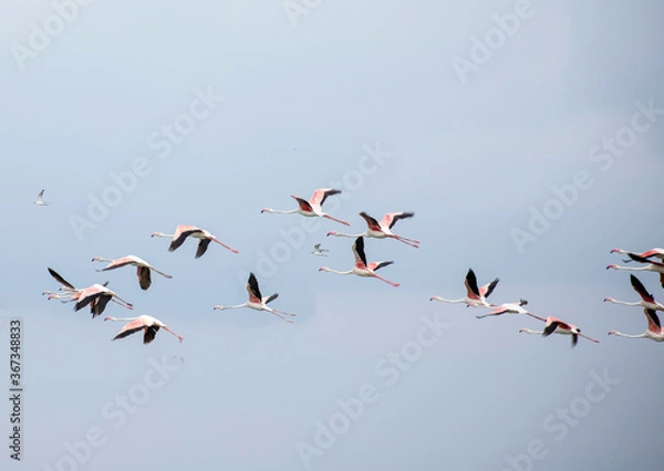 Obraz flamingos