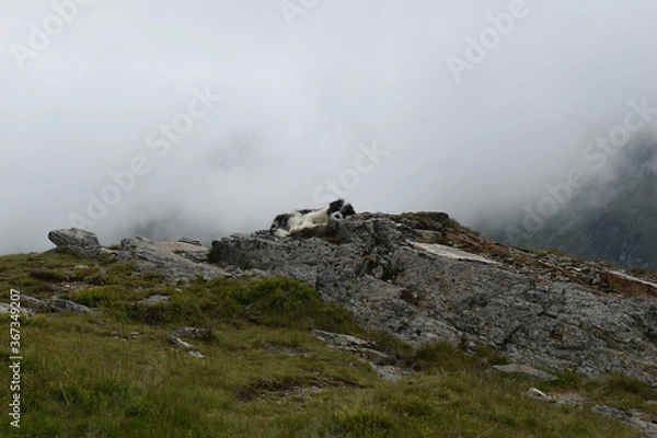 Fototapeta mountain landscape with fog, dog sleeping on the rocks
