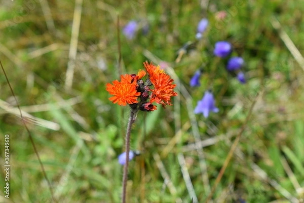 Fototapeta red poppy flower in field
