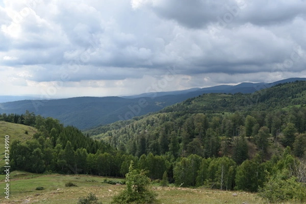 Fototapeta forest in the mountains