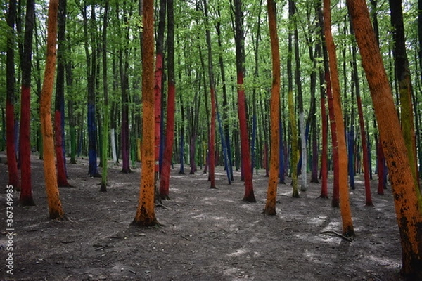Fototapeta trees in the woods