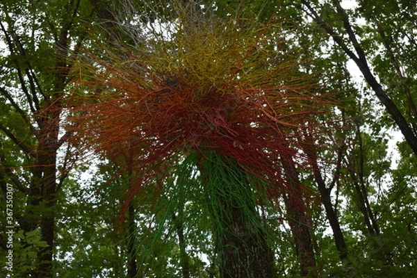 Fototapeta coloured branches in the woods